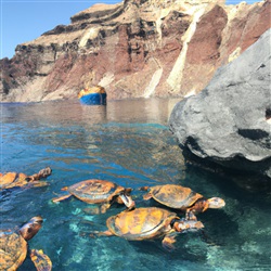 De beste plekken om te snorkelen met schildpadden op Santorini