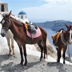 Ontdek de betovering van Santorini te paard: de top 5 plekken om te paardrijden