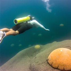 Ontdek de magie van het duiken met zeeschildpadden op Santorini!